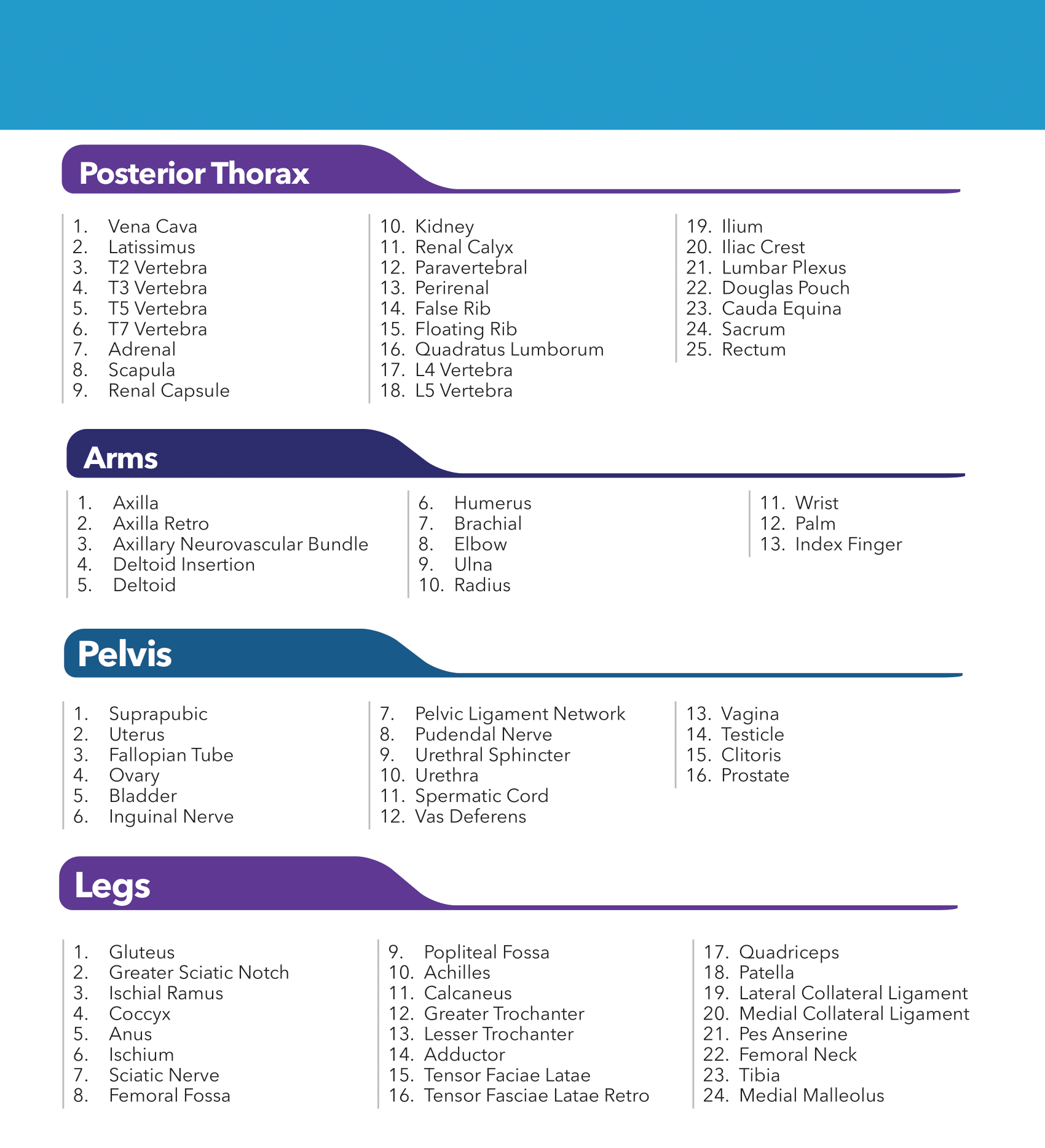 Temporary pairs uterus right guide
